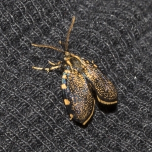 Cebysa leucotelus at Deakin, ACT - 22 Mar 2023