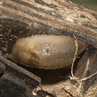 Ambigolimax sp. (valentius and waterstoni) (Striped Field Slug) at Deakin, ACT - 22 Mar 2023 by AlisonMilton