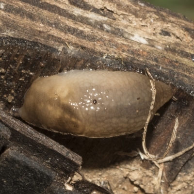 Ambigolimax nyctelia (Striped Field Slug) at Deakin, ACT - 21 Mar 2023 by AlisonMilton
