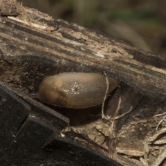 Ambigolimax nyctelia at Deakin, ACT - 22 Mar 2023