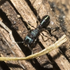 Rhytidoponera metallica (Greenhead ant) at Deakin, ACT - 21 Mar 2023 by AlisonMilton