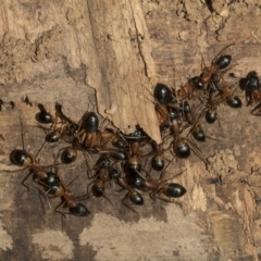 Camponotus consobrinus (Banded sugar ant) at Red Hill Nature Reserve - 21 Mar 2023 by AlisonMilton