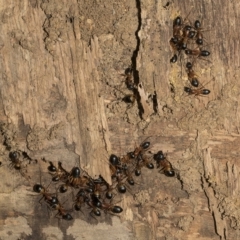 Camponotus consobrinus at Deakin, ACT - 22 Mar 2023