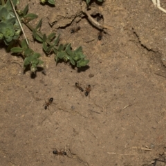 Camponotus consobrinus at Deakin, ACT - 22 Mar 2023 09:00 AM