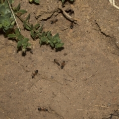 Camponotus consobrinus at Deakin, ACT - 22 Mar 2023