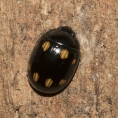 Paropsisterna octosignata (Eucalyptus leaf beetle) at Deakin, ACT - 22 Mar 2023 by AlisonMilton