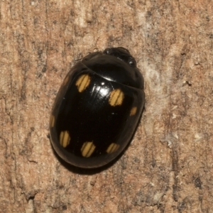 Paropsisterna octosignata at Deakin, ACT - 22 Mar 2023 09:12 AM