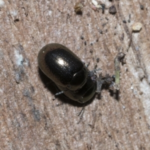 Chrysolina quadrigemina at Deakin, ACT - 22 Mar 2023