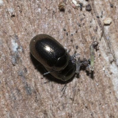 Chrysolina quadrigemina (Greater St Johns Wort beetle) at Deakin, ACT - 21 Mar 2023 by AlisonMilton