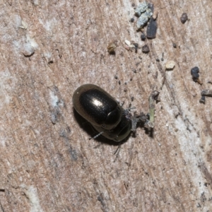 Chrysolina quadrigemina at Deakin, ACT - 22 Mar 2023