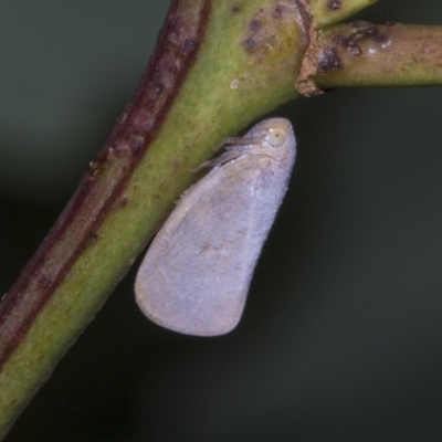 Anzora unicolor (Grey Planthopper) at Deakin, ACT - 22 Mar 2023 by AlisonMilton