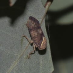 Brunotartessus fulvus (Yellow-headed Leafhopper) at Red Hill Nature Reserve - 21 Mar 2023 by AlisonMilton