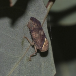 Brunotartessus fulvus at Deakin, ACT - 22 Mar 2023