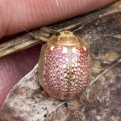 Paropsisterna decolorata (A Eucalyptus leaf beetle) at Deakin, ACT - 21 Mar 2023 by AlisonMilton