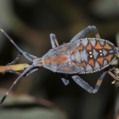Amorbus sp. (genus) (Eucalyptus Tip bug) at Red Hill Nature Reserve - 21 Mar 2023 by AlisonMilton