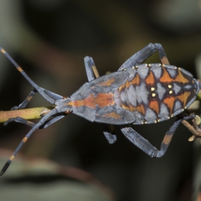 Amorbus (genus) (Eucalyptus Tip bug) at Deakin, ACT - 22 Mar 2023 by AlisonMilton