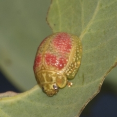 Paropsisterna fastidiosa (Eucalyptus leaf beetle) at Red Hill Nature Reserve - 21 Mar 2023 by AlisonMilton