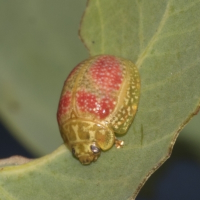Paropsisterna fastidiosa (Eucalyptus leaf beetle) at Deakin, ACT - 21 Mar 2023 by AlisonMilton