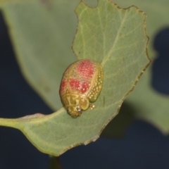 Paropsisterna fastidiosa at Deakin, ACT - 22 Mar 2023