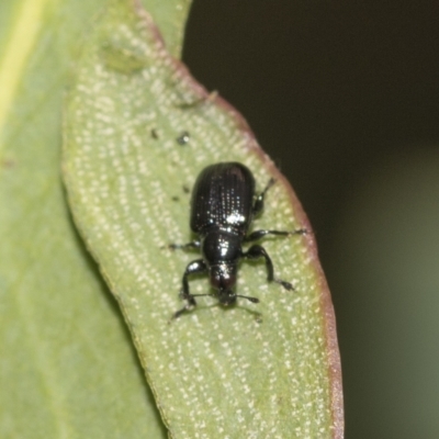 Euops sp. (genus) (A leaf-rolling weevil) at Red Hill Nature Reserve - 21 Mar 2023 by AlisonMilton