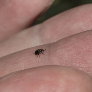 Euops sp. (genus) at Deakin, ACT - 22 Mar 2023