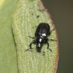 Euops sp. (genus) at Deakin, ACT - 22 Mar 2023