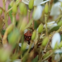 Eupolemus angularis (Acanthosomatid bug) at Mongarlowe River - 25 Mar 2023 by LisaH