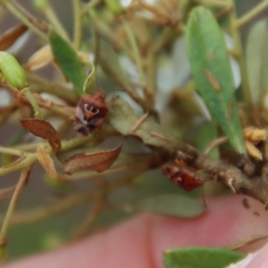 Eupolemus angularis at Mongarlowe, NSW - 25 Mar 2023