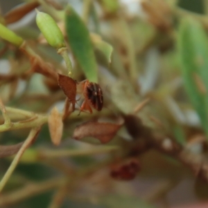 Eupolemus angularis at Mongarlowe, NSW - 25 Mar 2023