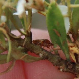 Eupolemus angularis at Mongarlowe, NSW - 25 Mar 2023