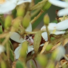 Eupolemus angularis at Mongarlowe, NSW - suppressed