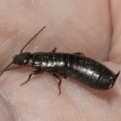 Anisolabididae (family) (Unidentified wingless earwig) at Deakin, ACT - 22 Mar 2023 by AlisonMilton