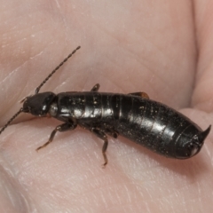 Anisolabididae (family) (Unidentified wingless earwig) at Red Hill Nature Reserve - 21 Mar 2023 by AlisonMilton