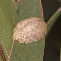 Paropsis atomaria (Eucalyptus leaf beetle) at Deakin, ACT - 22 Mar 2023 by AlisonMilton