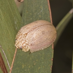 Paropsis atomaria (Eucalyptus leaf beetle) at Red Hill Nature Reserve - 21 Mar 2023 by AlisonMilton