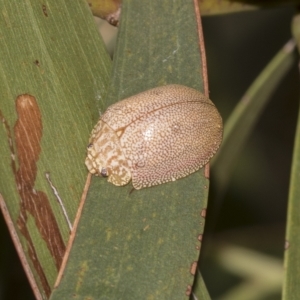 Paropsis atomaria at Deakin, ACT - 22 Mar 2023