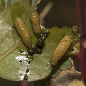 Gonipterus sp. (genus) at Deakin, ACT - 13 Mar 2023