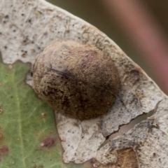 Trachymela sp. (genus) (Brown button beetle) at Red Hill Nature Reserve - 21 Mar 2023 by AlisonMilton