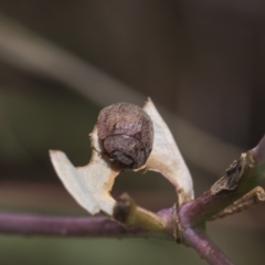 Trachymela sp. (genus) at Deakin, ACT - 22 Mar 2023