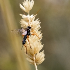 Echthromorpha intricatoria (Cream-spotted Ichneumon) at Deakin, ACT - 22 Mar 2023 by AlisonMilton