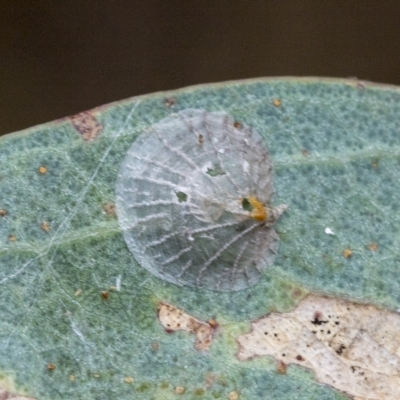 Creiis costatus (A lerp of eucalypts) at Red Hill Nature Reserve - 21 Mar 2023 by AlisonMilton