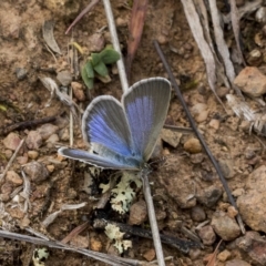 Zizina otis (Common Grass-Blue) at Deakin, ACT - 22 Mar 2023 by AlisonMilton