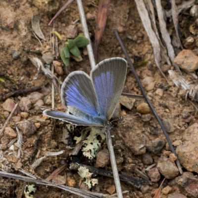 Zizina otis (Common Grass-Blue) at Red Hill Nature Reserve - 21 Mar 2023 by AlisonMilton