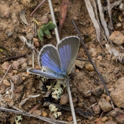 Zizina otis (Common Grass-Blue) at Deakin, ACT - 22 Mar 2023 by AlisonMilton