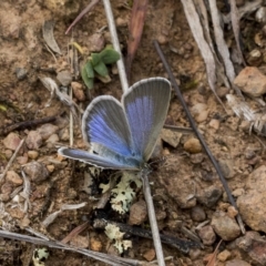 Zizina otis (Common Grass-Blue) at Deakin, ACT - 21 Mar 2023 by AlisonMilton