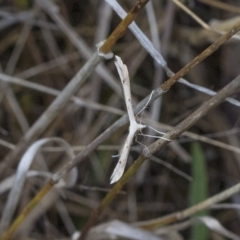 Platyptilia celidotus (Plume Moth) at Deakin, ACT - 22 Mar 2023 by AlisonMilton