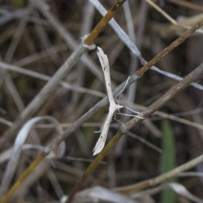 Platyptilia celidotus (Plume Moth) at Red Hill Nature Reserve - 21 Mar 2023 by AlisonMilton