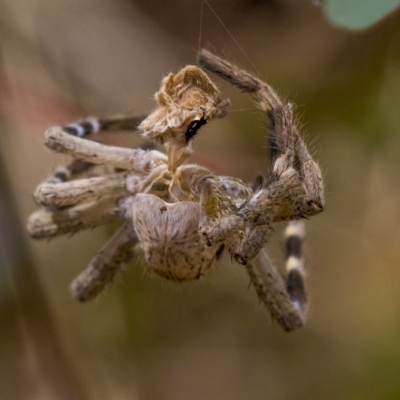 Neosparassus calligaster (Beautiful Badge Huntsman) at Red Hill Nature Reserve - 21 Mar 2023 by AlisonMilton