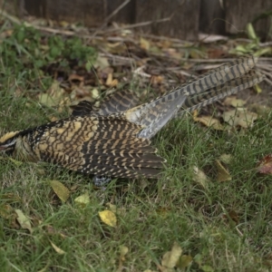 Eudynamys orientalis at Higgins, ACT - 21 Mar 2023