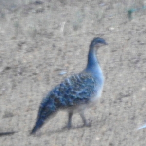 Leipoa ocellata at Jerdacuttup, WA - 25 Mar 2023